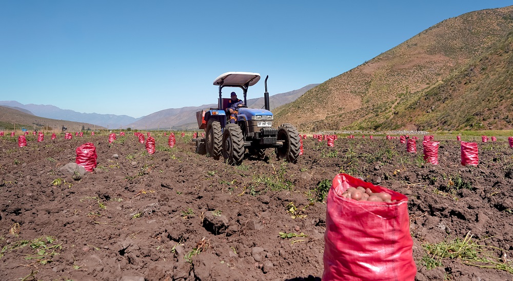 Visita productores de papa de Valparaíso a Lo Valledor