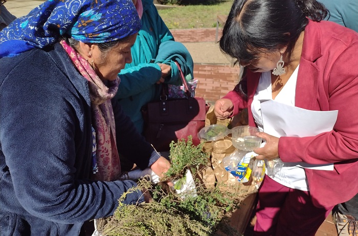 Cuidadoras de semillas Cordillera Pehuenche 2