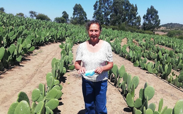 proceso nopal