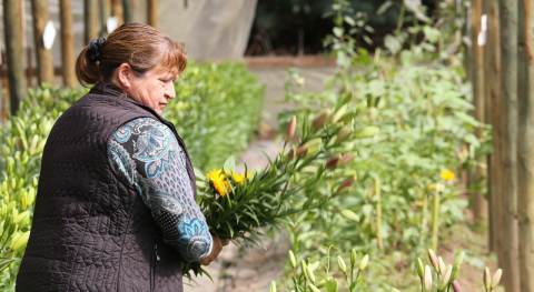 Fidelisa Molina - productora de flores Maule 2