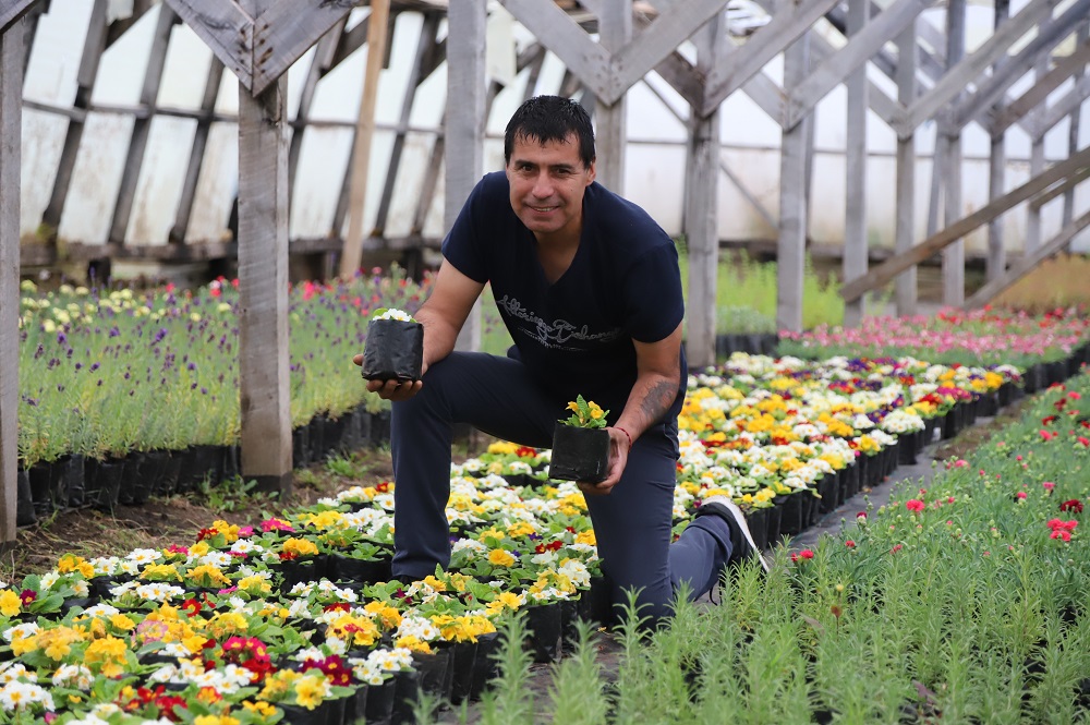 Magallánicos apuestan por plantas ornamentales en tiempos de pandemia |  Indap