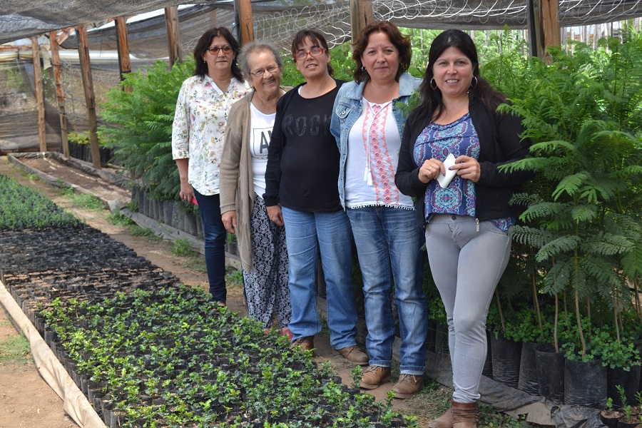 Campesinas mantienen viveros con más de 150 mil árboles nativos en la  comuna de Nogales | Indap